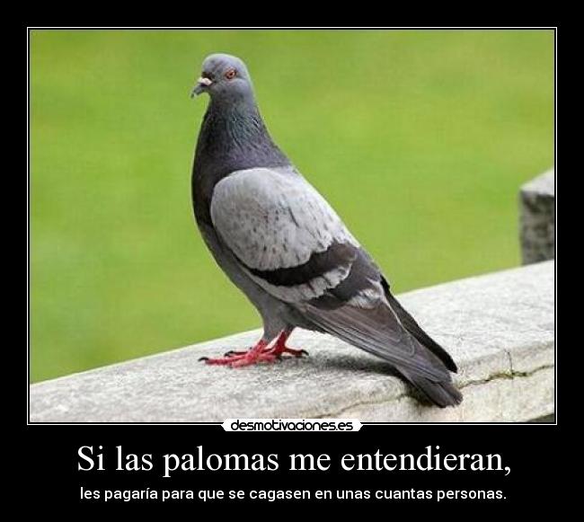Si las palomas me entendieran, - 