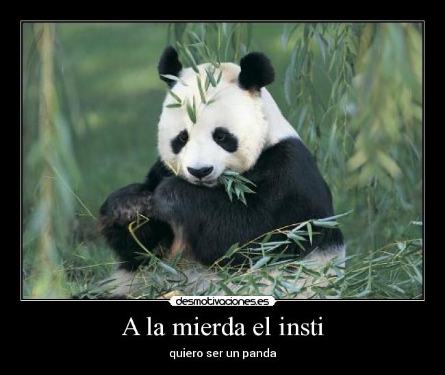 A la mierda el insti - quiero ser un panda