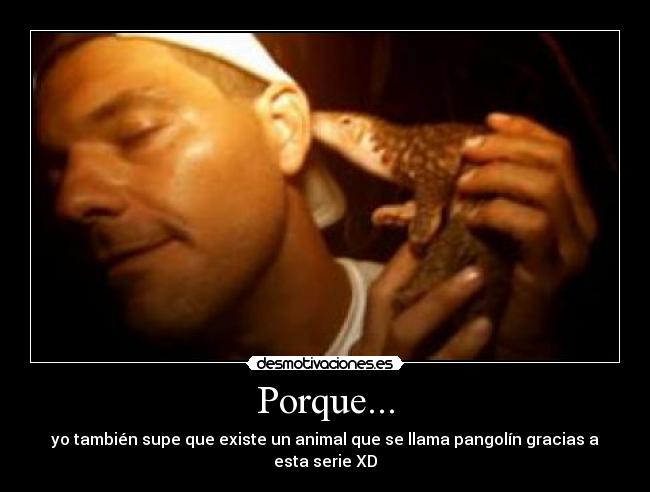 Porque... - yo también supe que existe un animal que se llama pangolín gracias a esta serie XD