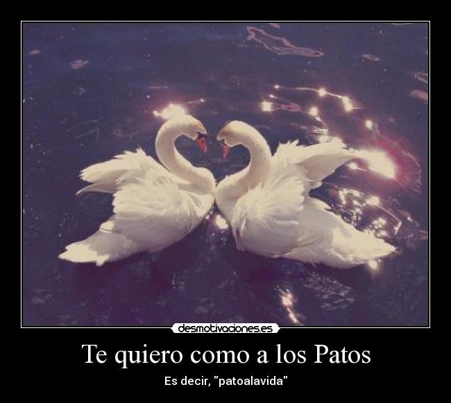 Te quiero como a los Patos - Es decir, patoalavida
