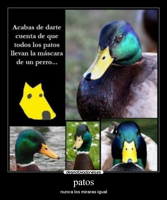 patos - 