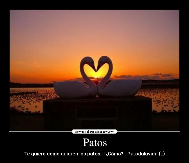Patos -