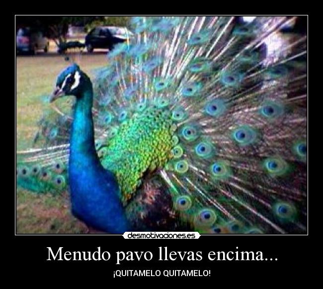 Menudo pavo llevas encima... - ¡QUITAMELO QUITAMELO!