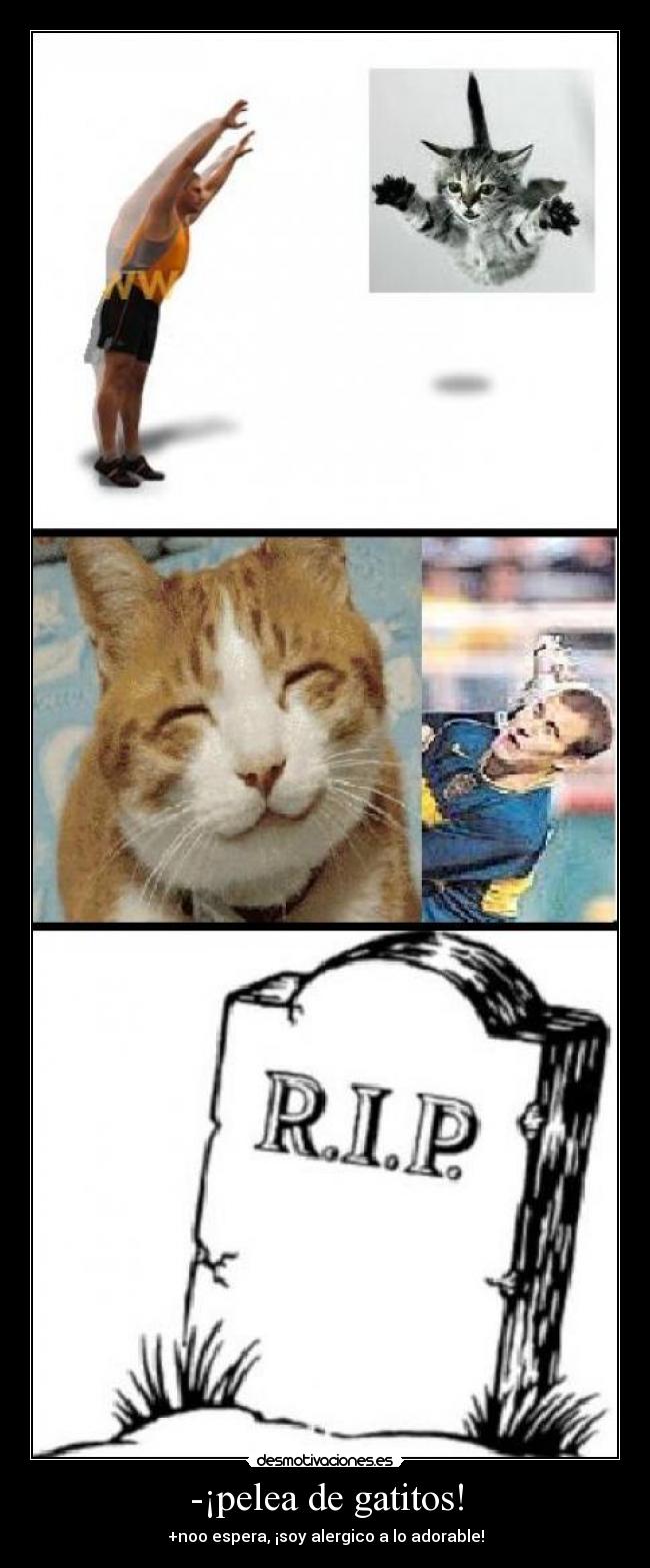 -¡pelea de gatitos! - +noo espera, ¡soy alergico a lo adorable!