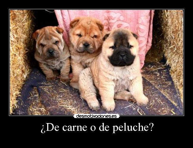 ¿De carne o de peluche? - 