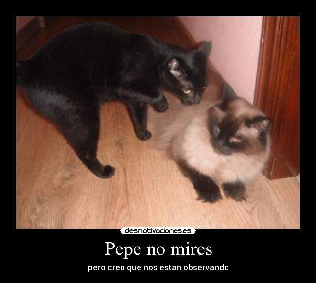 Pepe no mires - pero creo que nos estan observando