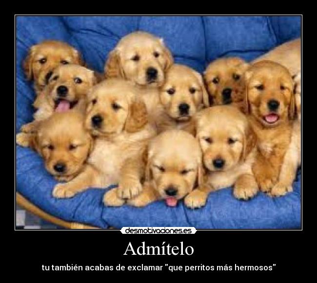 carteles perritos desmotivaciones
