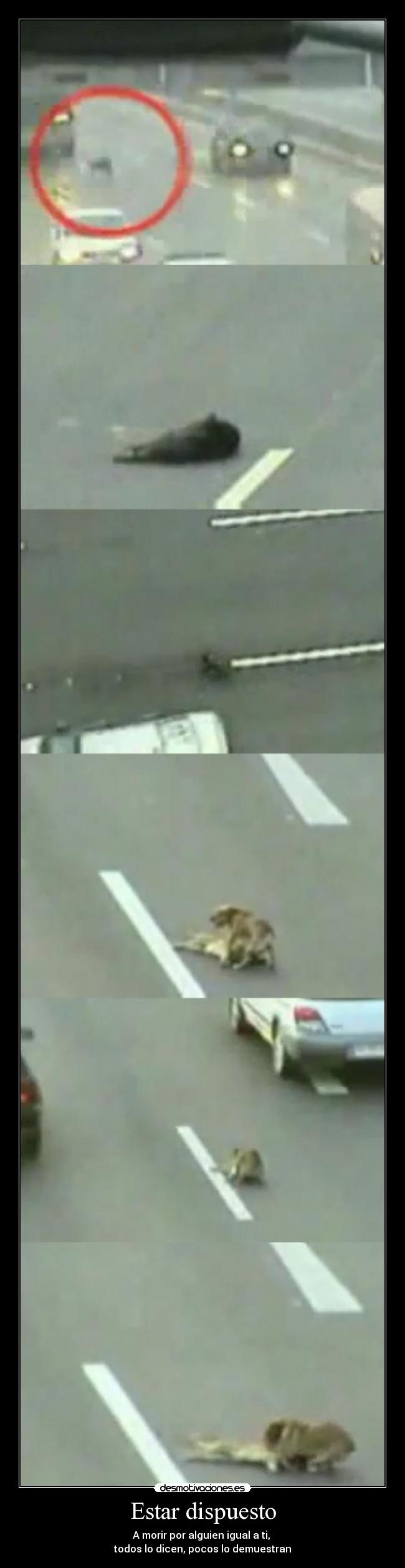 Estar dispuesto - A morir por alguien igual a ti,
todos lo dicen, pocos lo demuestran