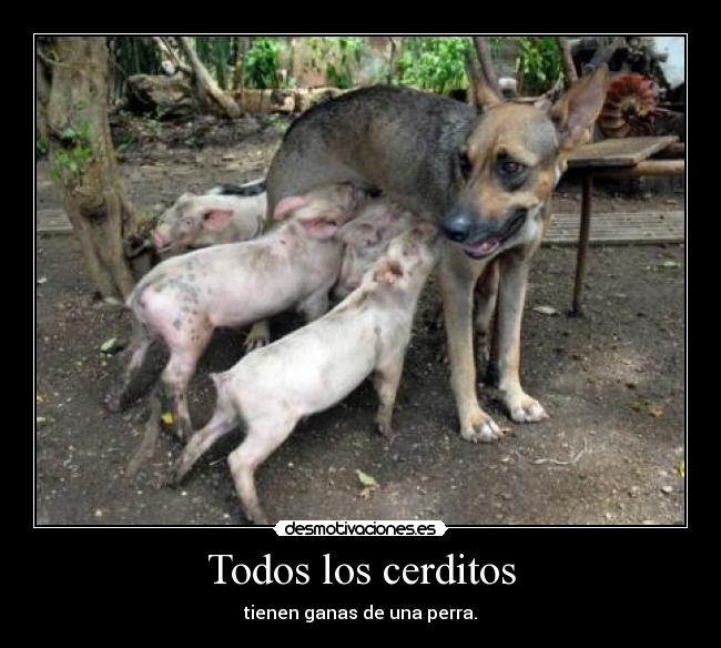 Todos los cerditos - tienen ganas de una perra.