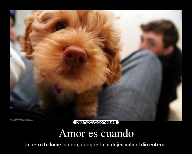 Amor es cuando - tu perro te lame la cara, aunque tu lo dejes solo el dia entero...
