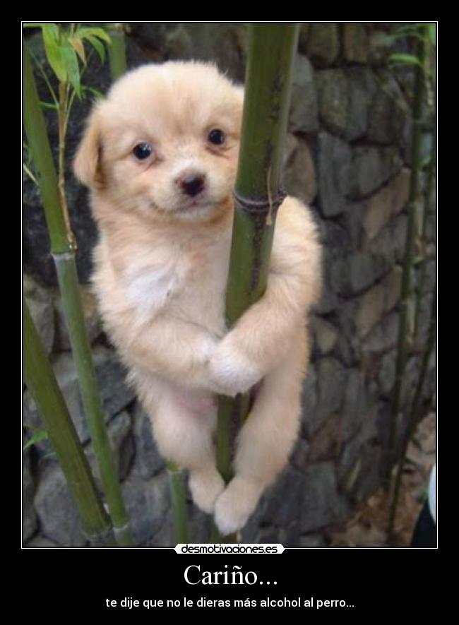 Cariño... - te dije que no le dieras más alcohol al perro...