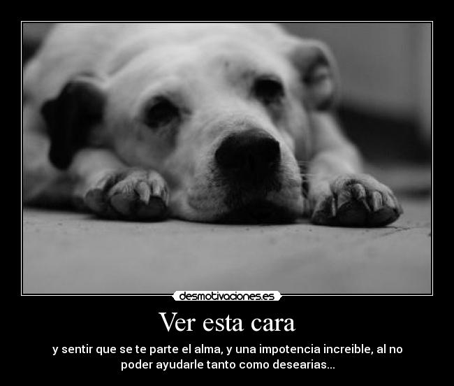 Ver esta cara - y sentir que se te parte el alma, y una impotencia increible, al no
poder ayudarle tanto como desearias...