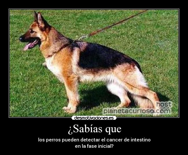 ¿Sabías que - los perros pueden detectar el cancer de intestino
en la fase inicial?