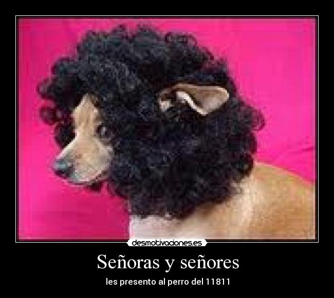 Señoras y señores - les presento al perro del 11811