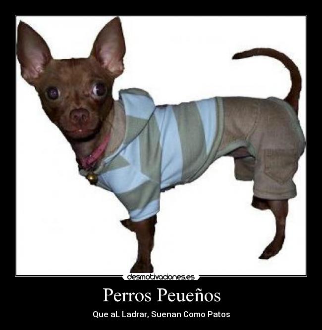 Perros Peueños -