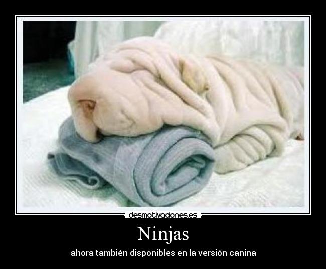 Ninjas - ahora también disponibles en la versión canina