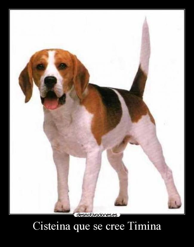 Cisteina que se cree Timina -