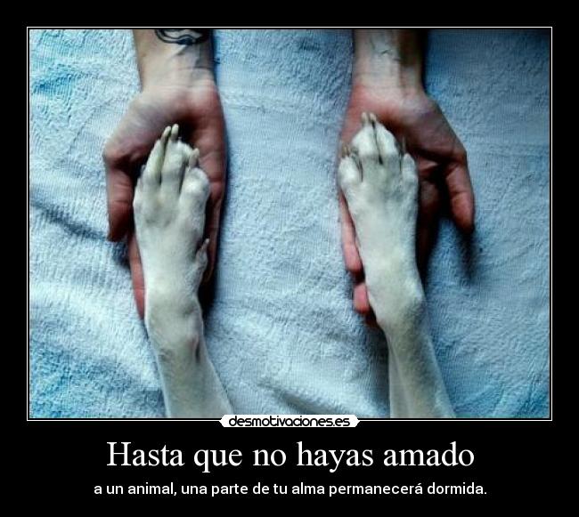 Hasta que no hayas amado -