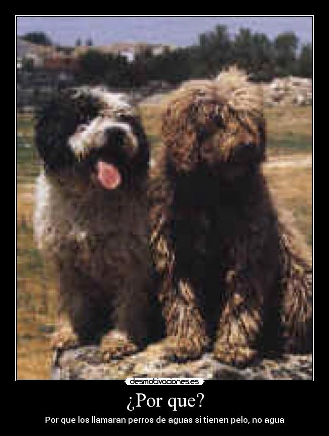 ¿Por que? - Por que los llamaran perros de aguas si tienen pelo, no agua