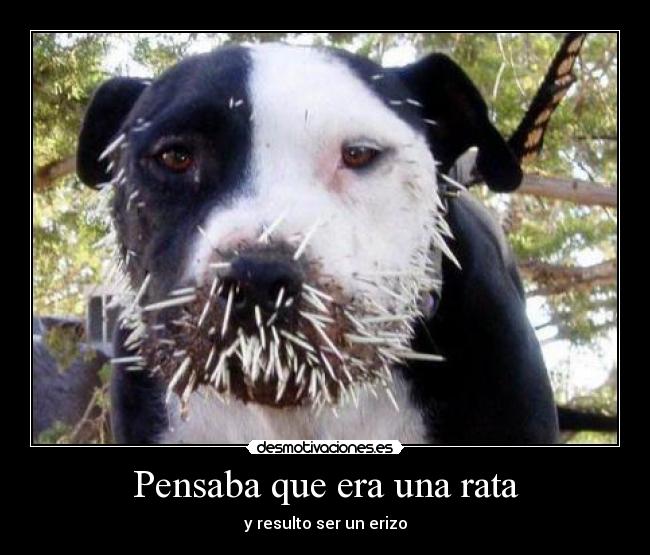 Pensaba que era una rata -