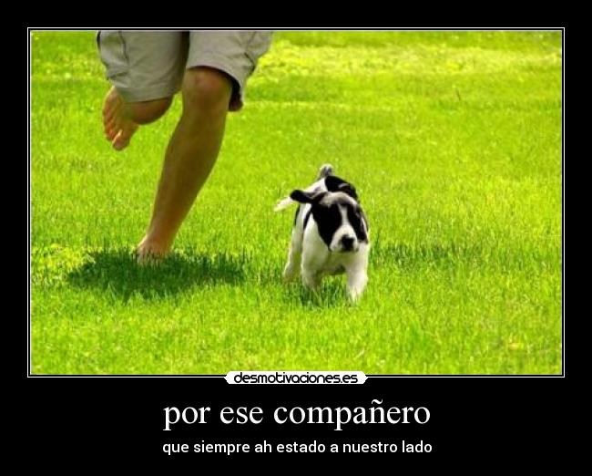 carteles perro amigo hombre fidelidad mascota companero feliz desmotivaciones