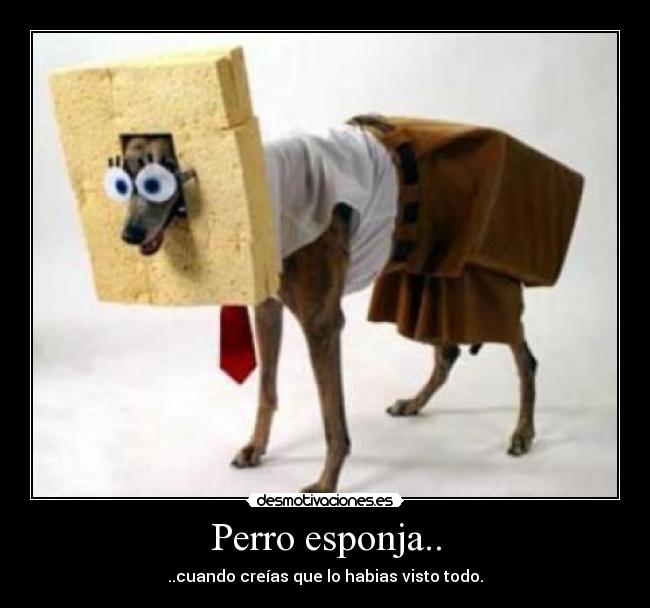 carteles perro bob esponja ver desmotivaciones