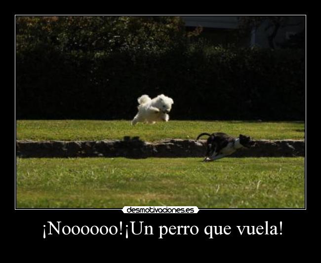 ¡Noooooo!¡Un perro que vuela! - 