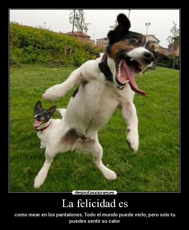 La felicidad es -