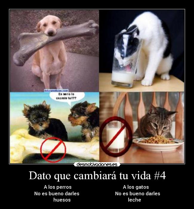 Dato que cambiará tu vida #4 - A los perros A los gatos
No es bueno darles No es bueno darles
huesos leche