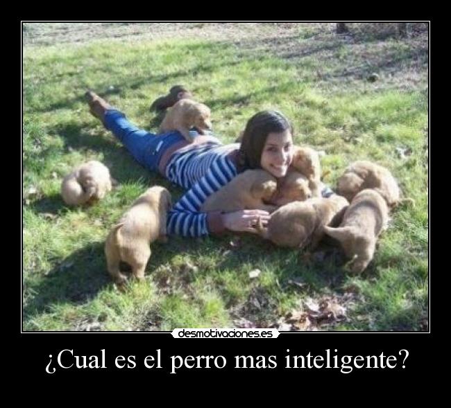 ¿Cual es el perro mas inteligente? - 