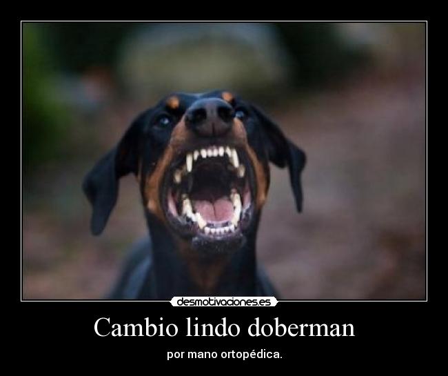 Cambio lindo doberman - por mano ortopédica.