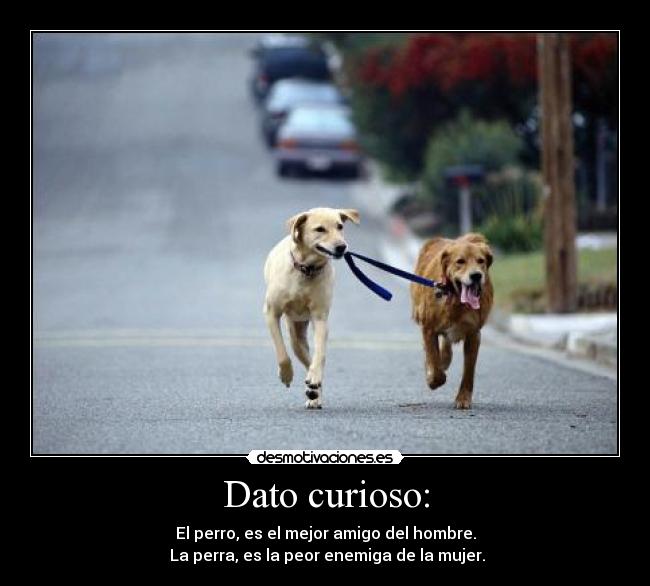 Dato curioso: - El perro, es el mejor amigo del hombre.
 La perra, es la peor enemiga de la mujer.