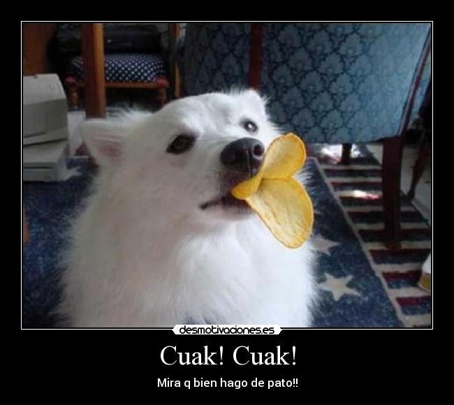 Cuak! Cuak! - Mira q bien hago de pato!!