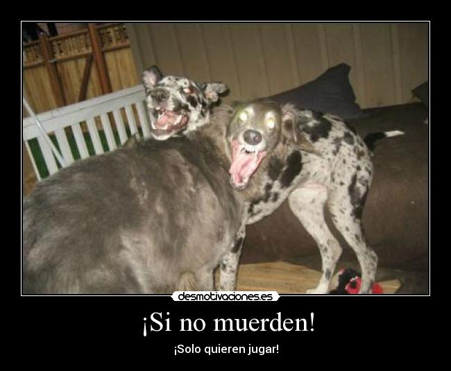 ¡Si no muerden! - ¡Solo quieren jugar!