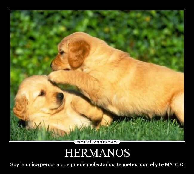 HERMANOS - Soy la unica persona que puede molestarlos, te metes  con el y te MATO C: