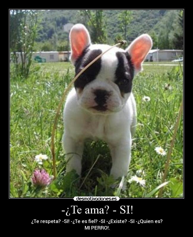 -¿Te ama? - SI! - ¿Te respeta? -SI! -¿Te es fiel? -SI -¿Existe? -SI -¿Quien es?
MI PERRO!.