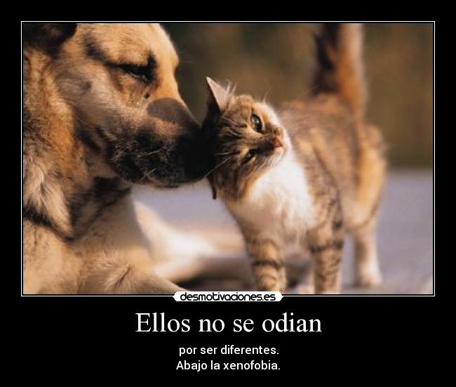 carteles satchroy gatos perros xenofobia desmotivaciones