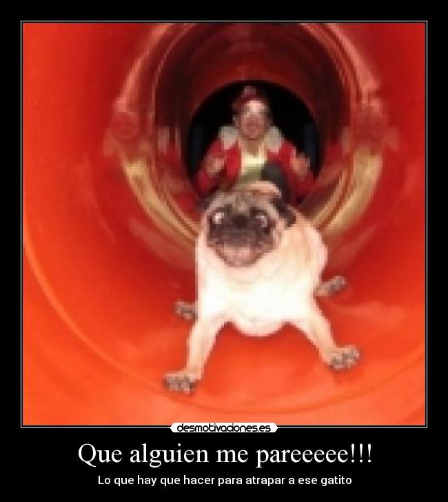 Que alguien me pareeeee!!! - Lo que hay que hacer para atrapar a ese gatito