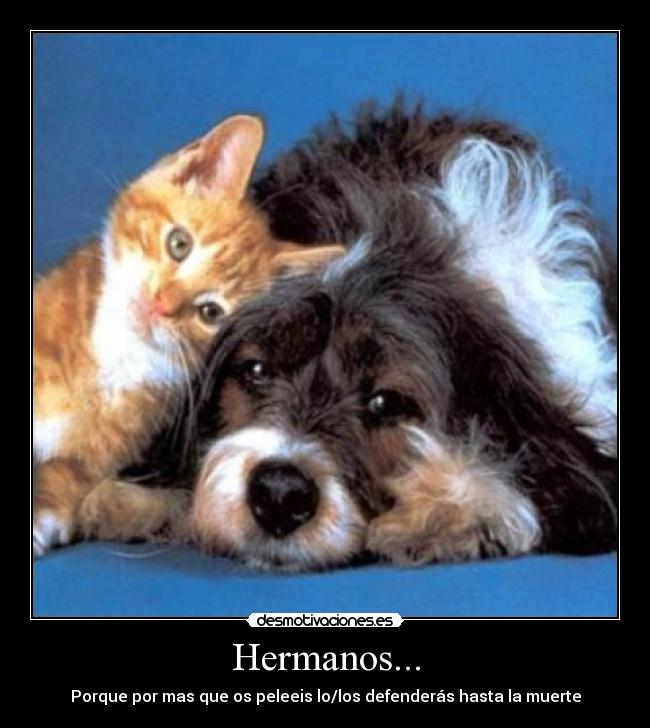 Hermanos... -