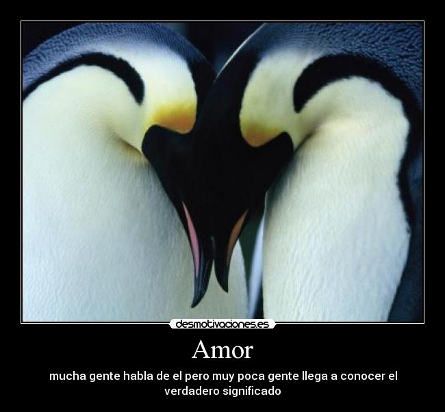 Amor - mucha gente habla de el pero muy poca gente llega a conocer el verdadero significado
