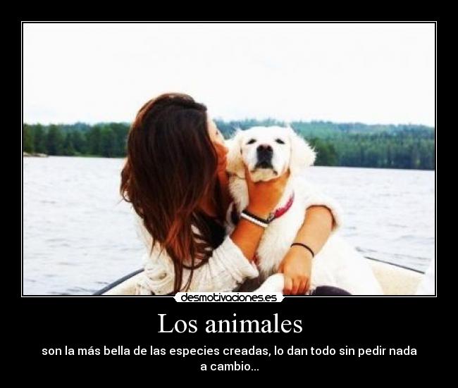 Los animales - son la más bella de las especies creadas, lo dan todo sin pedir nada a cambio...