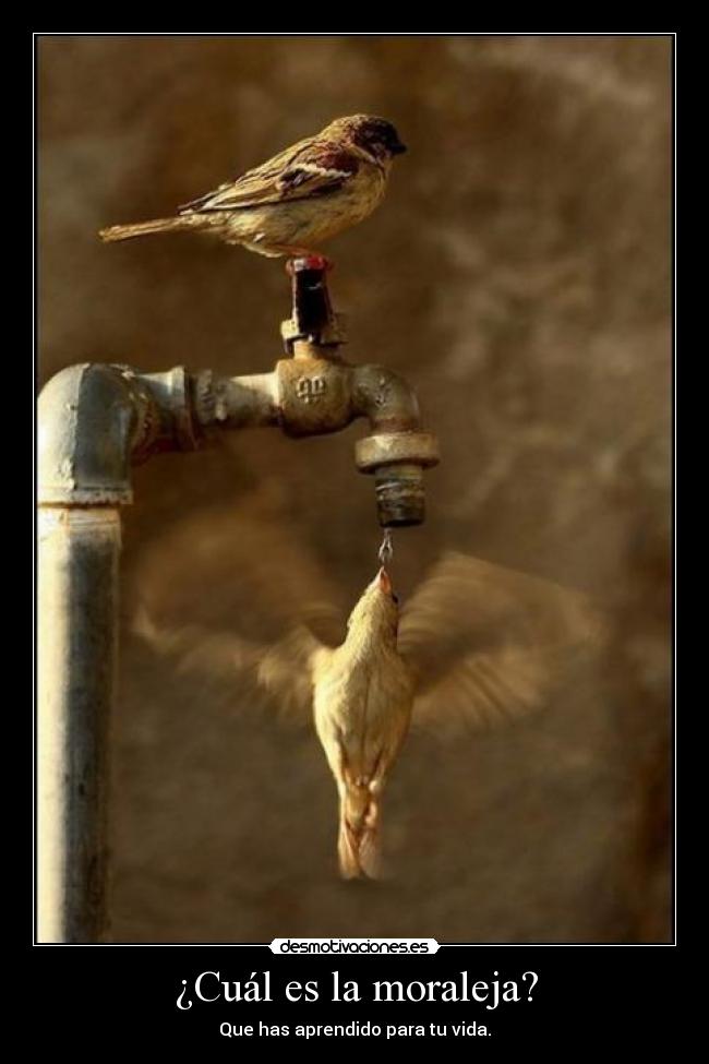 ¿Cuál es la moraleja? -