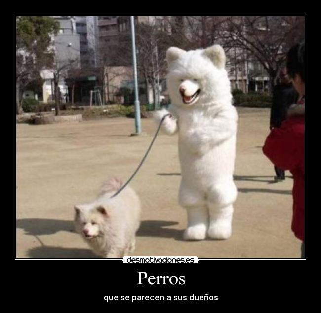 Perros - que se parecen a sus dueños
