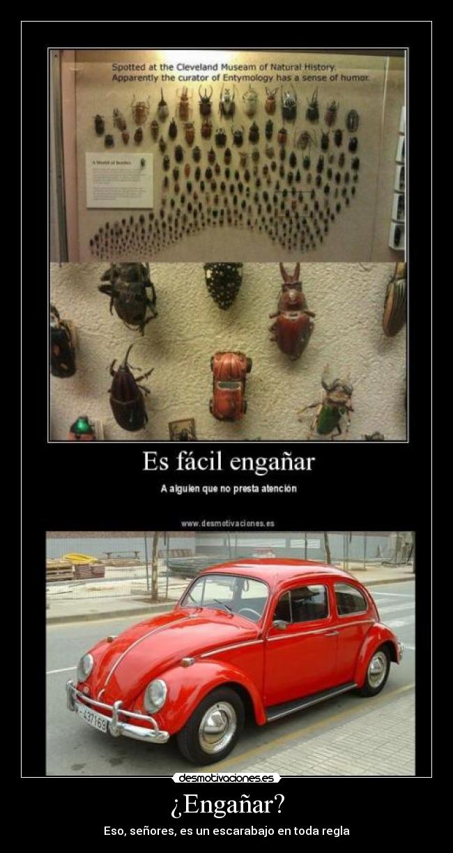 ¿Engañar? - Eso, señores, es un escarabajo en toda regla