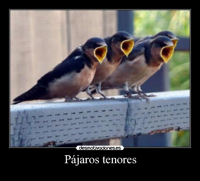 Pájaros tenores - 