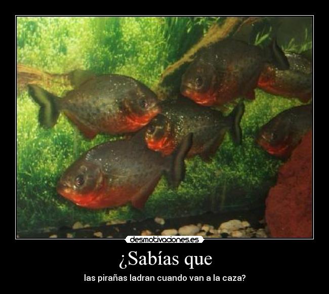¿Sabías que - las pirañas ladran cuando van a la caza?