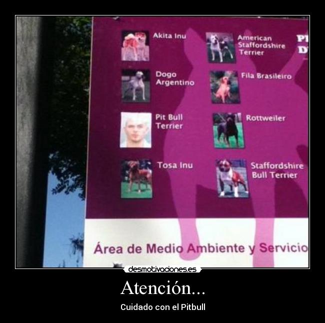 Atención... - Cuidado con el Pitbull