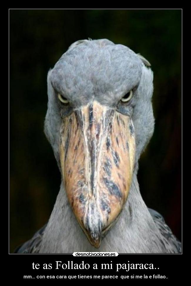 te as Follado a mi pajaraca.. - mm... con esa cara que tienes me parece  que si me la e follao..