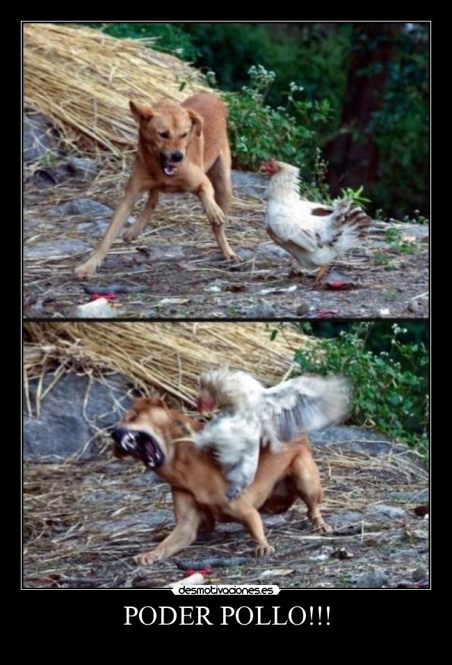 PODER POLLO!!! - 