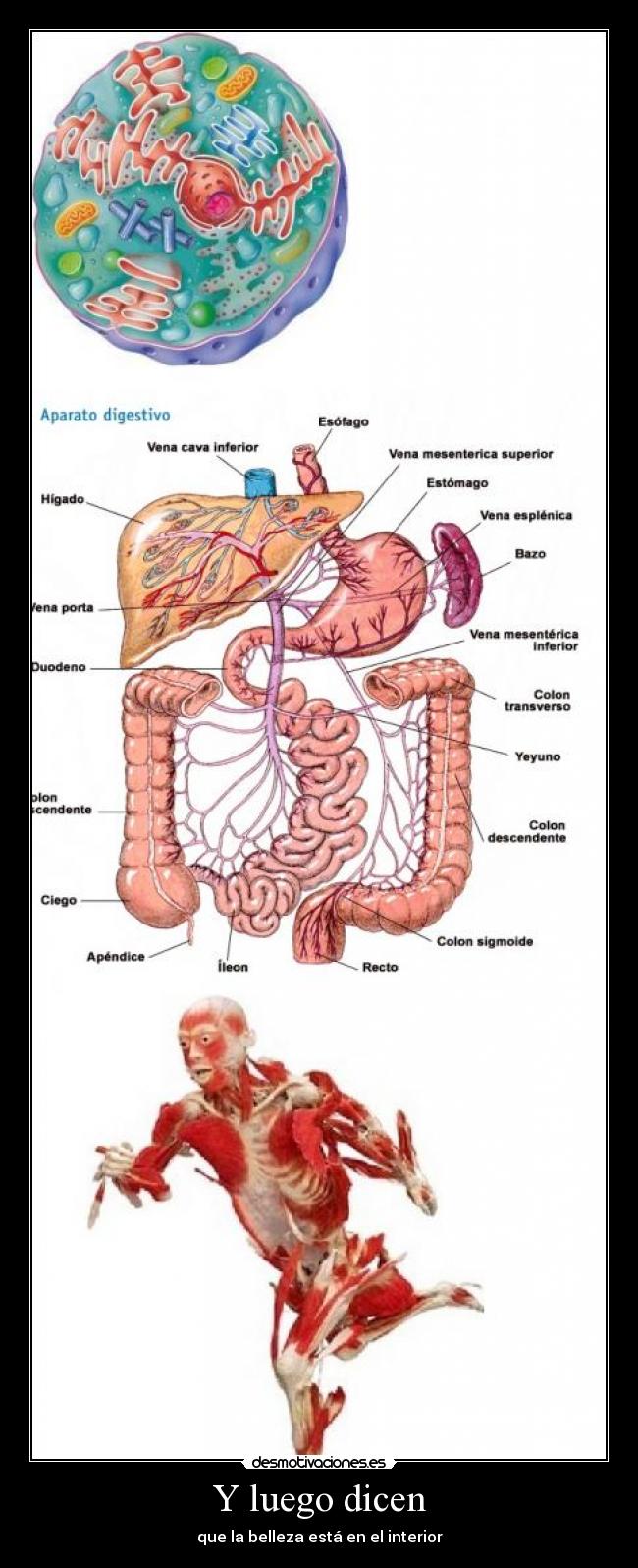 Y luego dicen - que la belleza está en el interior